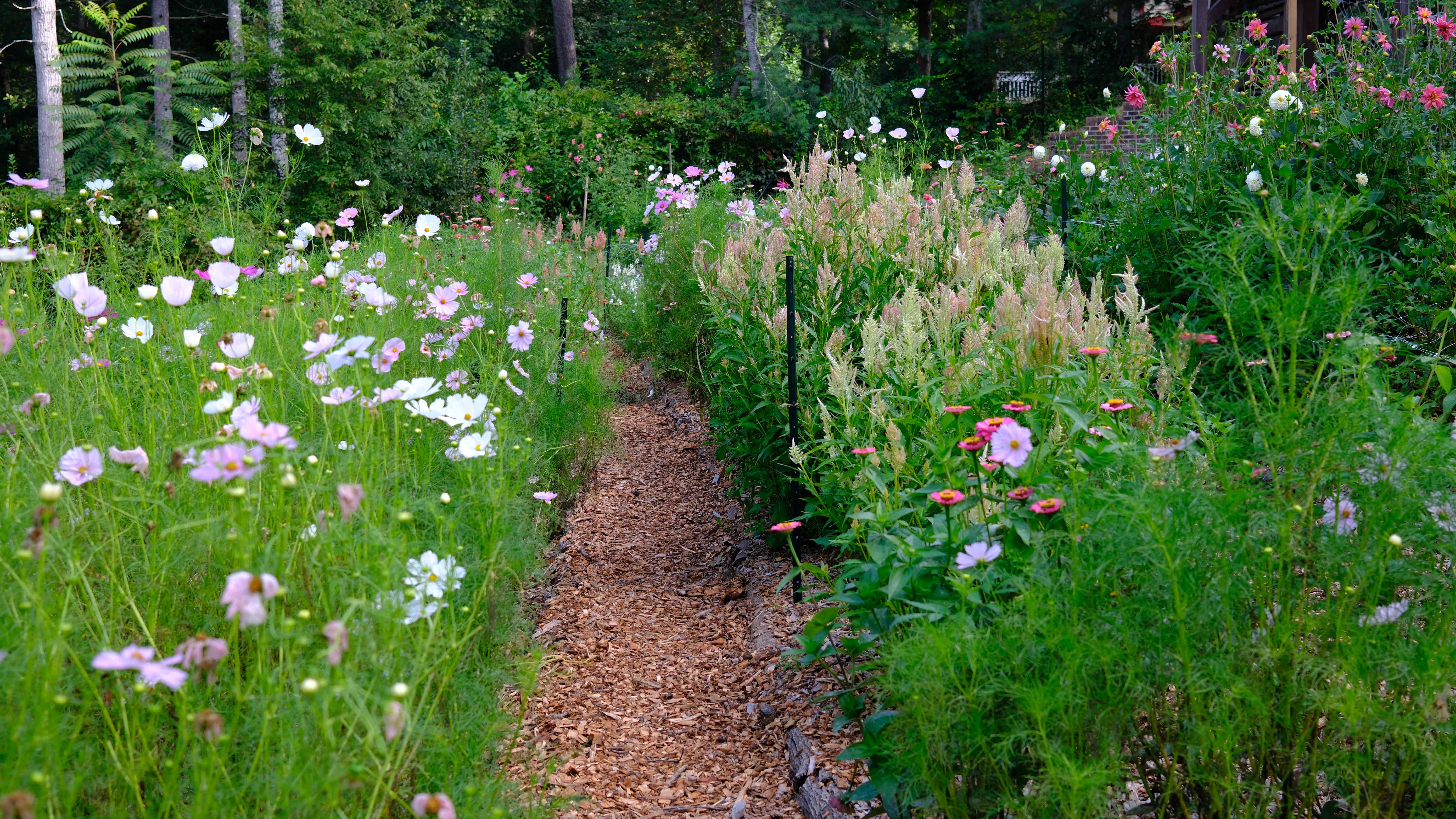 Wood chip path winding through a lush garden with white and pink cosmos flowers, celosia, and zinnias.