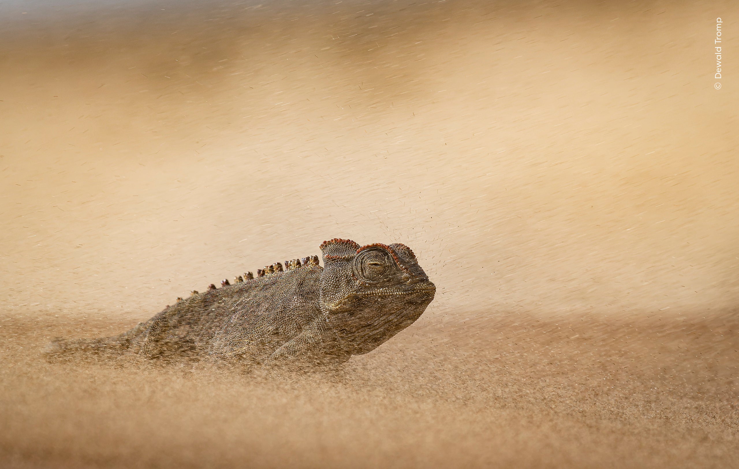 Dewald Tromp (South Africa) witnesses a chameleon battling a sandstorm in the Namib Desert.