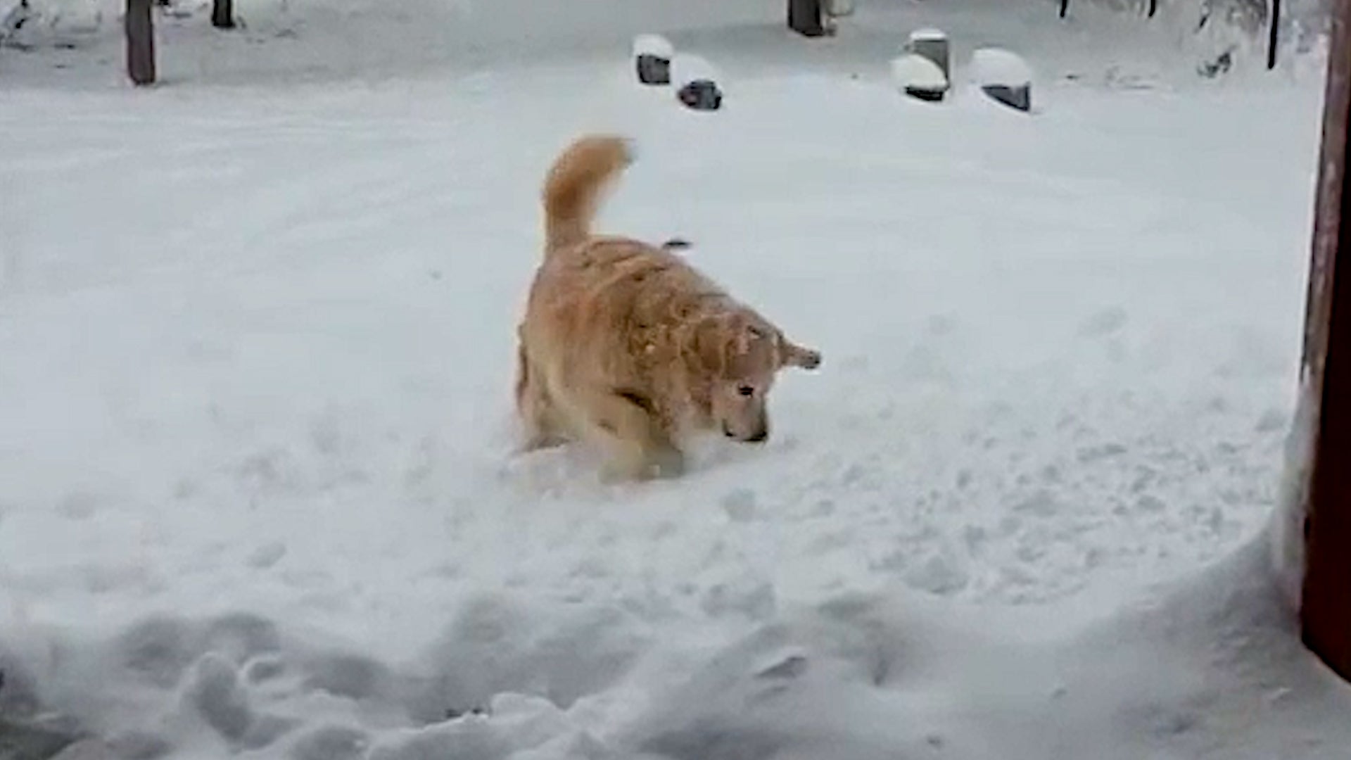 Snow much fun! Dog frolics in Montana&rsquo;s first big snow of the season