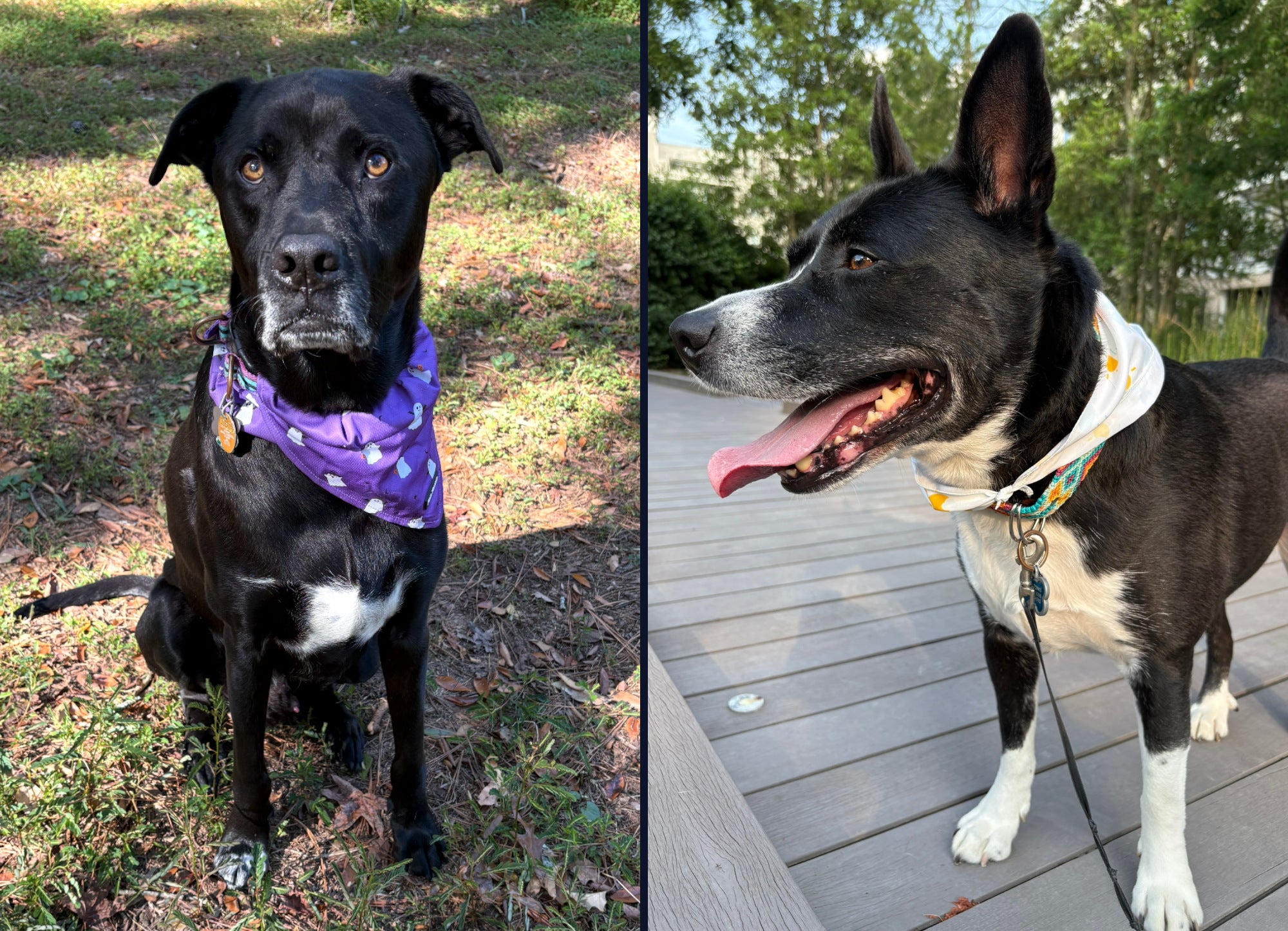 Side-by-side photos of a black dog with white markings, one close-up indoors and one wearing a bandana outdoors on a deck