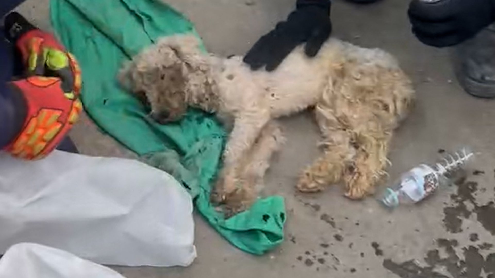 Dog found alive after 29 days in Venezuela earthquake rubble