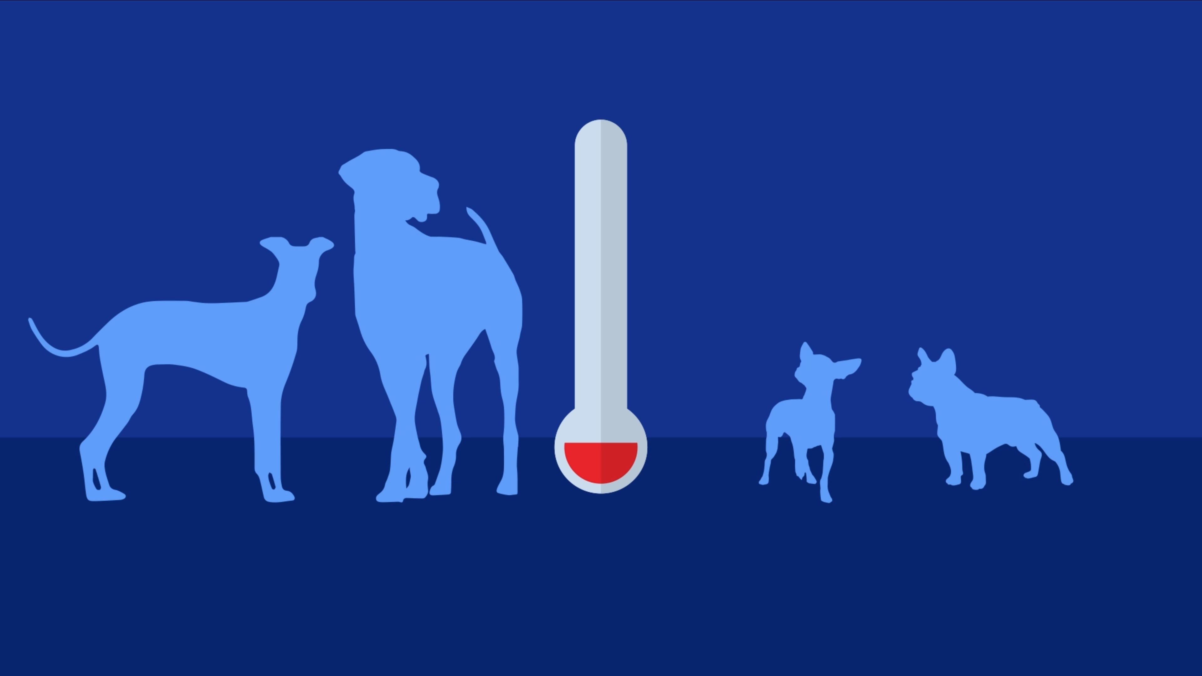Your dog's ability to withstand cold depends on more than just size