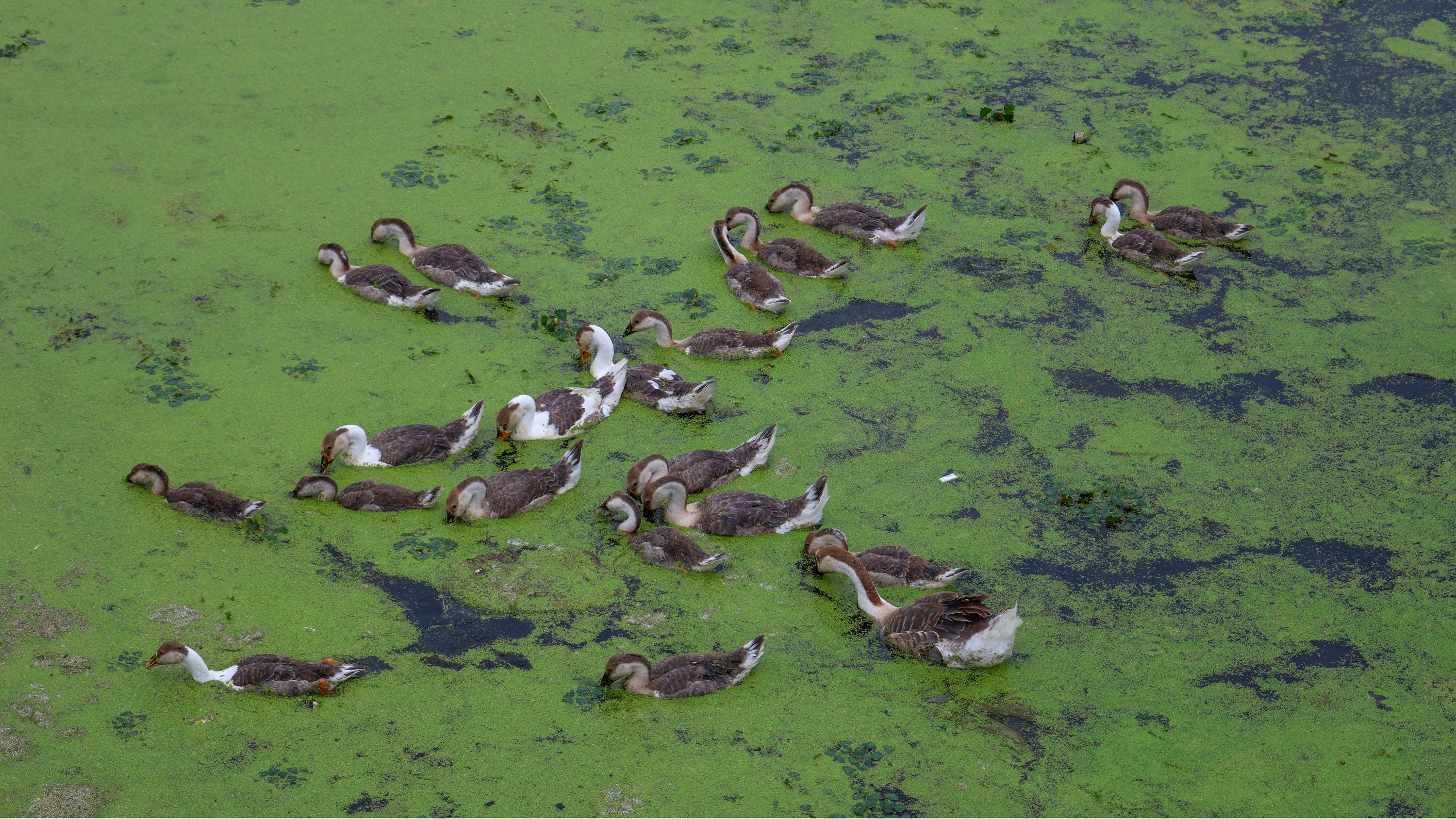 Geese swim through algae-covered, polluted waters of Dal Lake in Srinagar, Jammu and Kashmir, on June 5, 2026. 