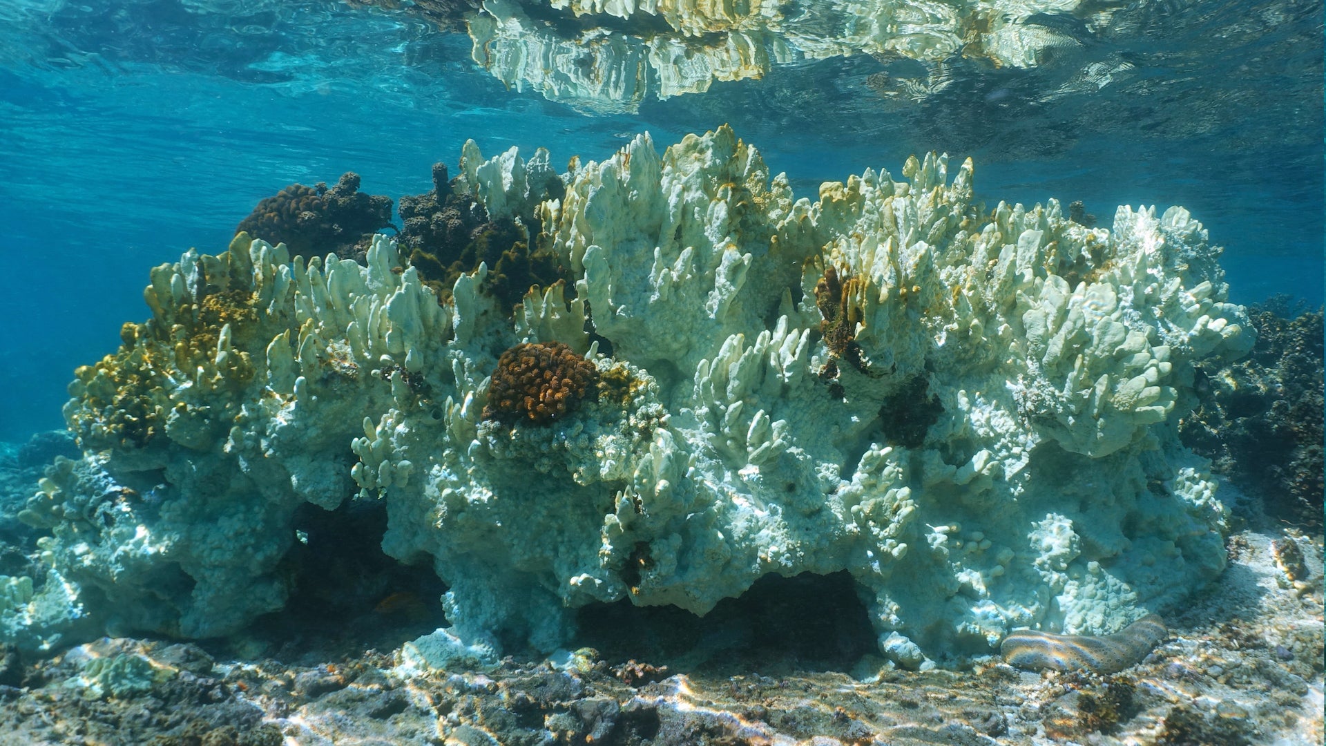 The El Ni&ntilde;o is right behind a global coral bleaching event
