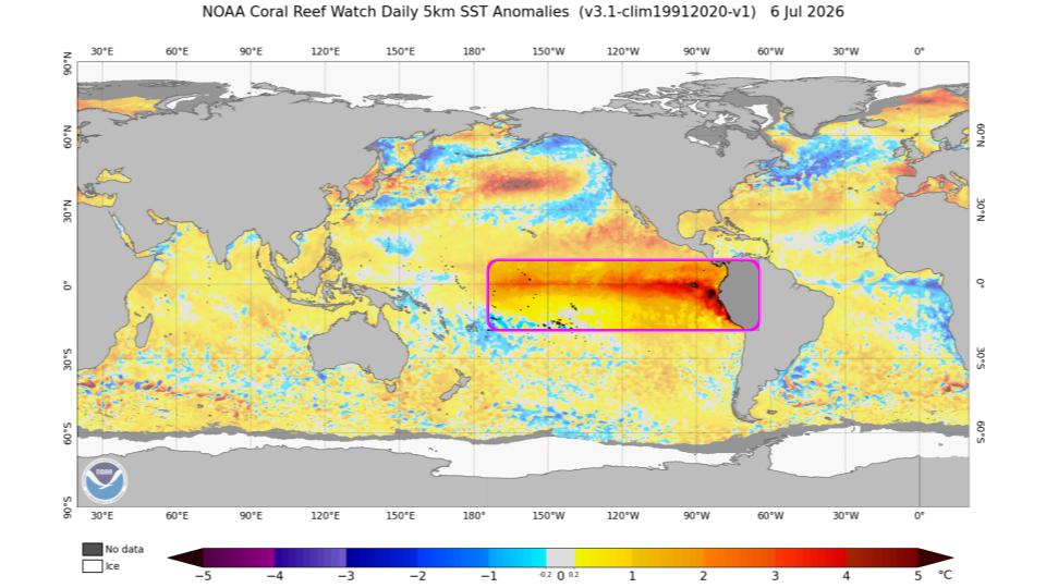 Global ocean sea-surface temperature anomaly map with a equatorial Pacific band outlined in magenta