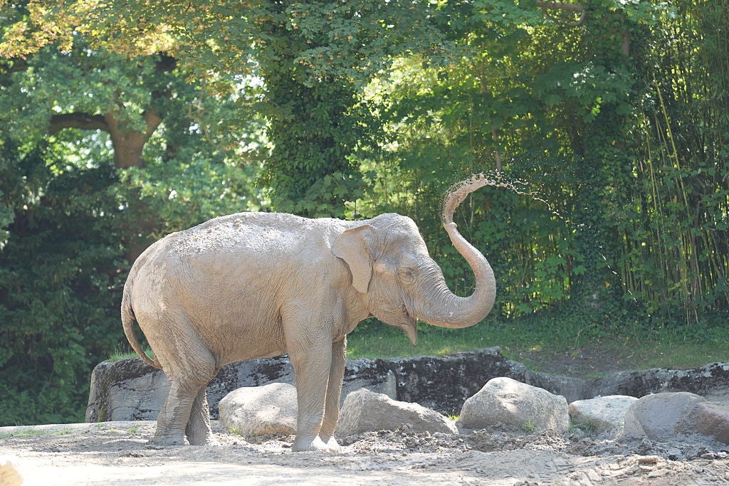 Mud beats water. It clings to the skin and evaporates slower, so this Asian elephant stays cooler longer.