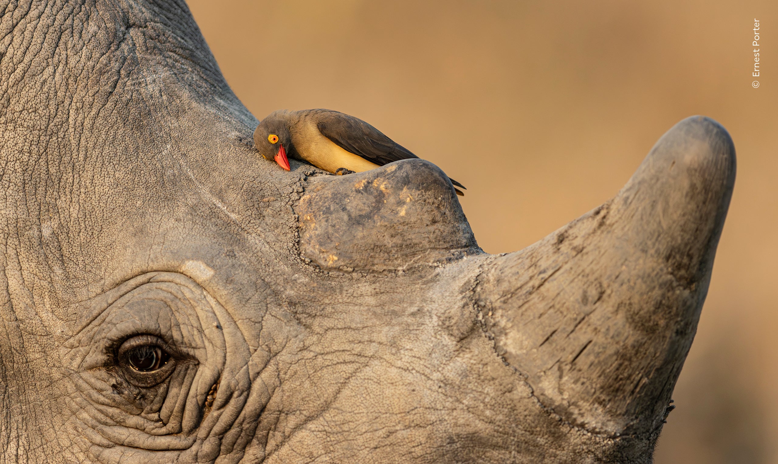 Ernest Porter (South Africa) is delighted by an oxpecker cleaning its bill against a rhino&rsquo;s skin in the soft afternoon light.