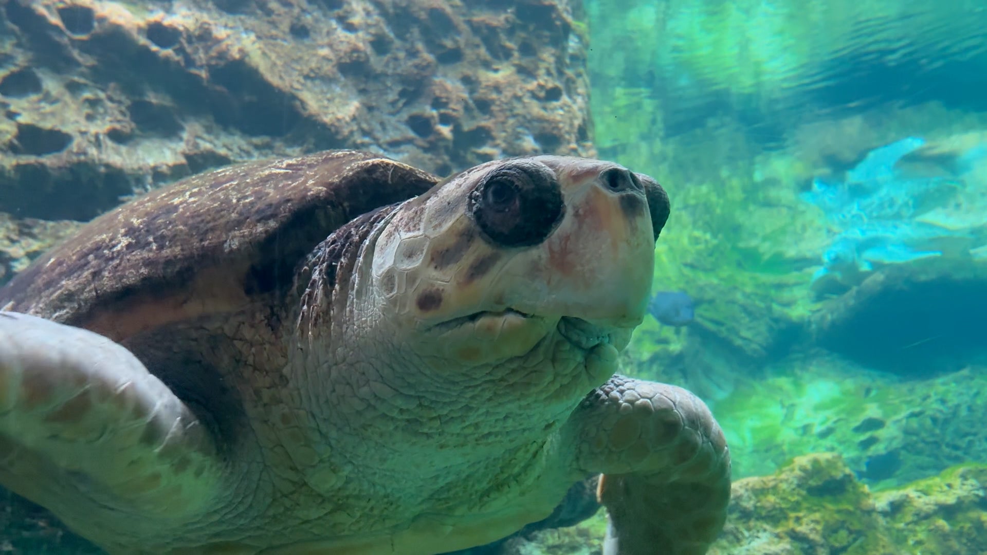Marine Life Is Disappearing. Experts Explain What's At Stake