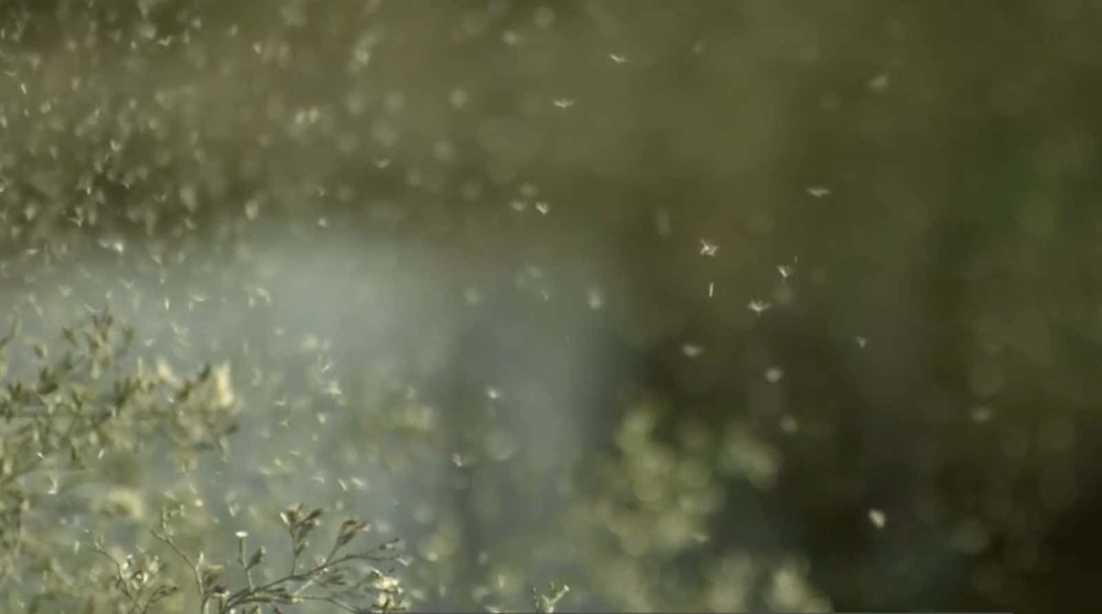 The Best Tips And Tricks To Get A Handle On Fall Allergies