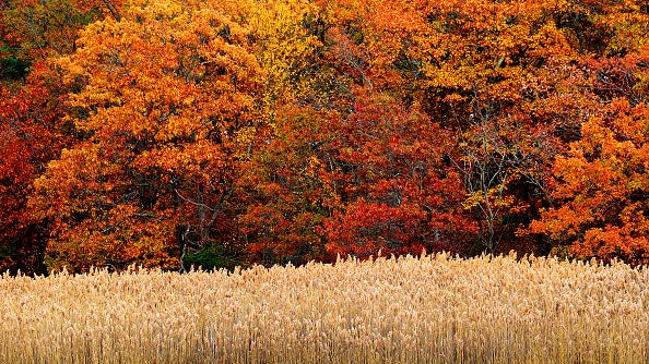 Fall foliage along the banks of the Neponset River near Milton, Massachusetts on November 5, 2025.