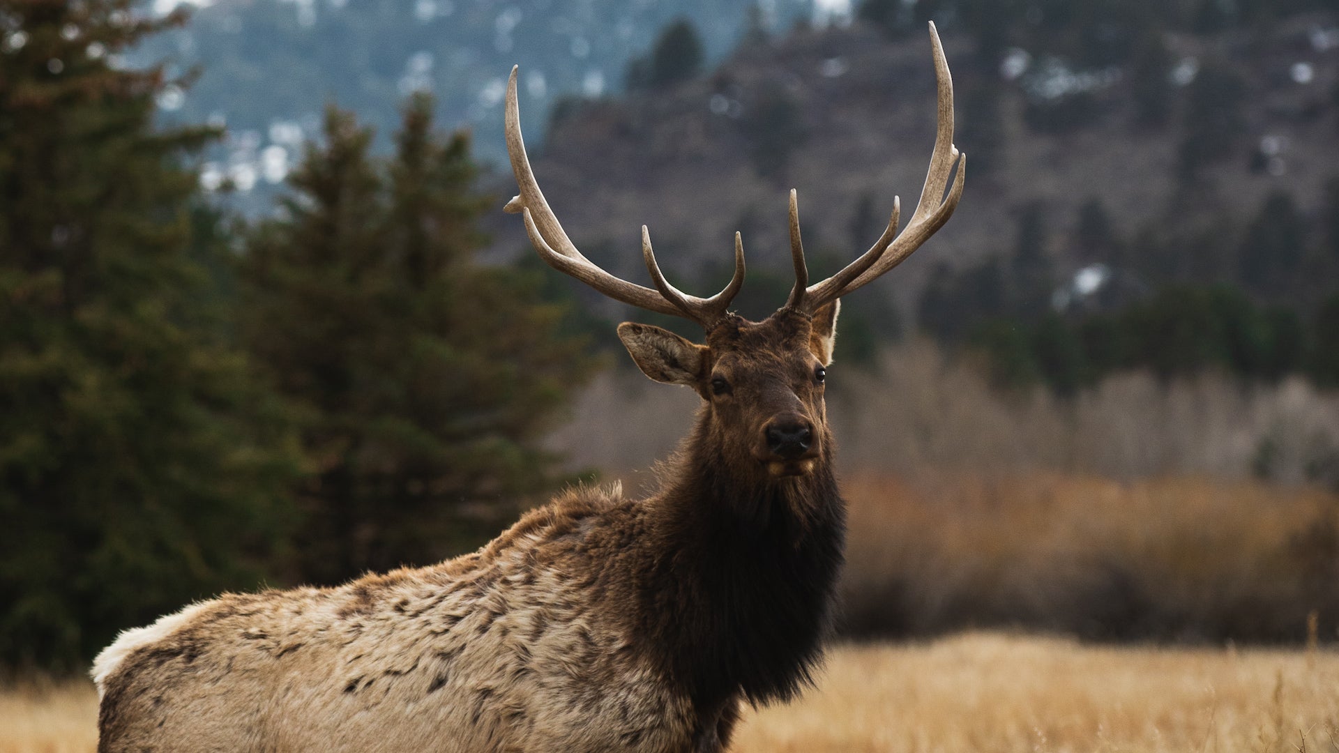 Rocky Mountain's elk rut is fall's best wildlife show