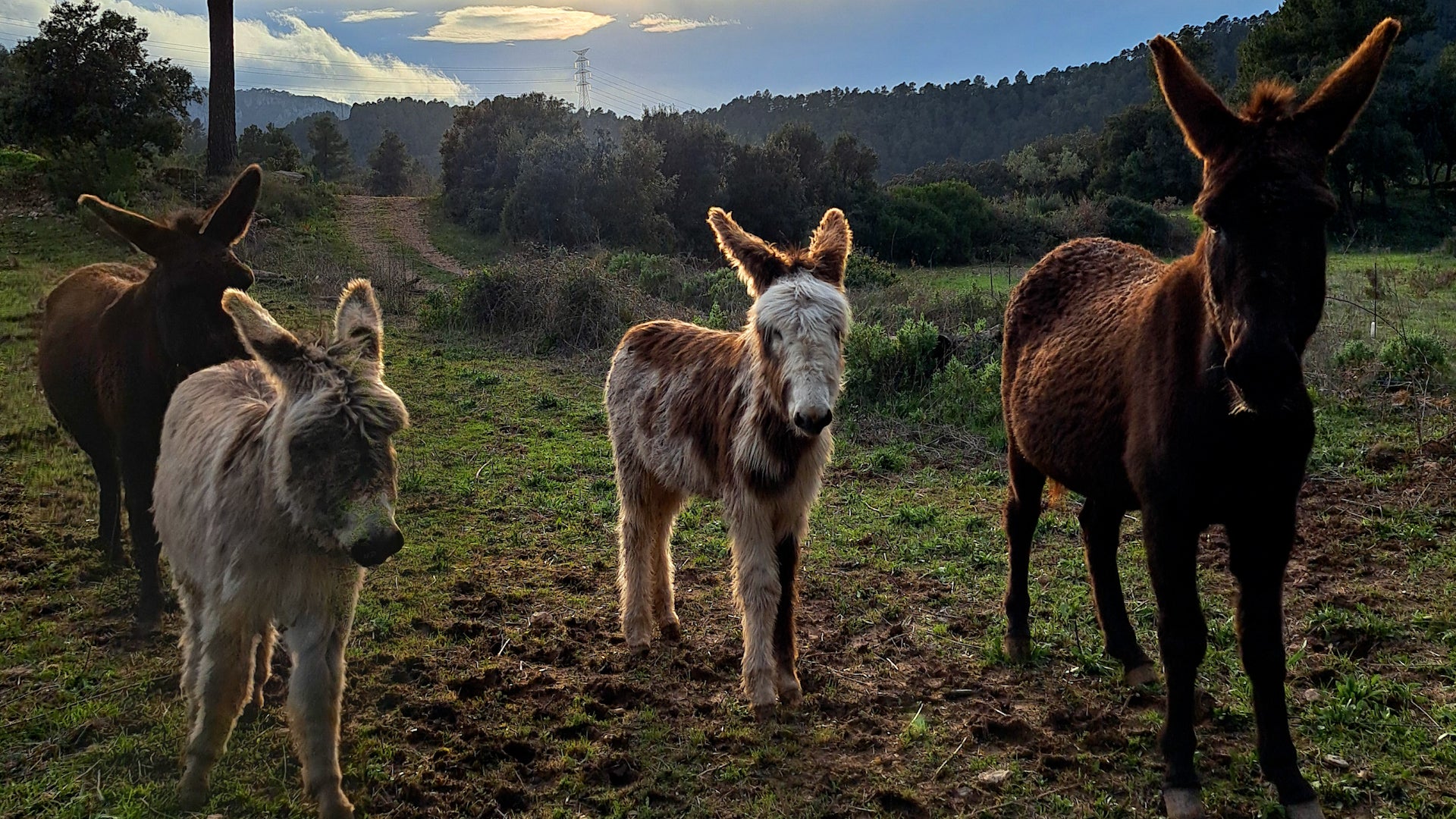 How donkeys help prevent wildfires in Spain