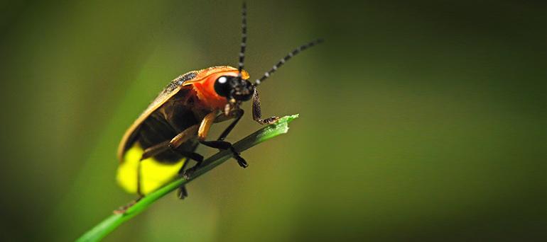 This image shows a firefly resting on a blade of grass.