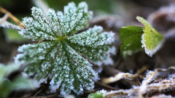 A layer of frost covers plants on a lawn on Edwards Street in Quincy, Massachusetts. 