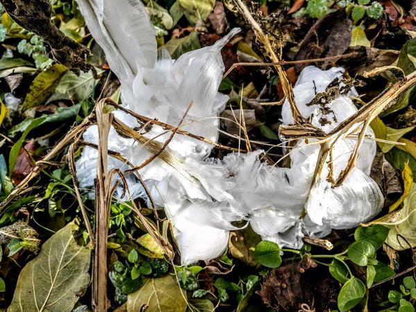 Frothy white ribbons of ice curling around dry, brown plant stems, surrounded by green and yellow leaves on the ground.