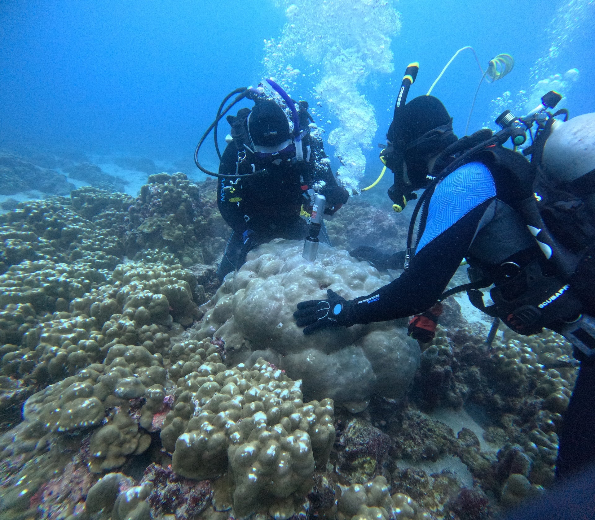 Julia Cole, chair of the University of Michigan Department of Earth and Environmental Sciences, (left) takes a sample from a coral reef, alongside U-M researcher Cameron Tripp. Cole uses coral to study climate trends.