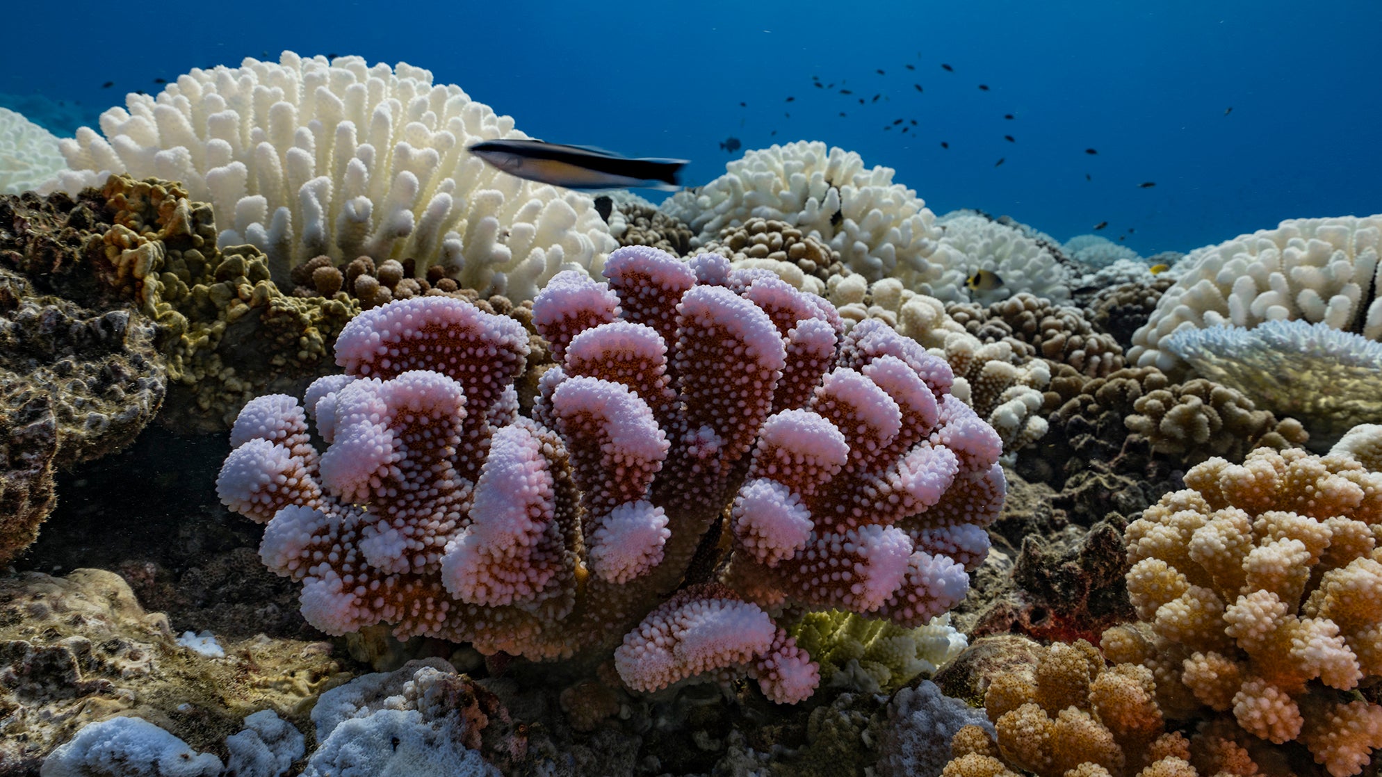 Underwater coral reef with pink and white coral formations and a fish swimming in blue water