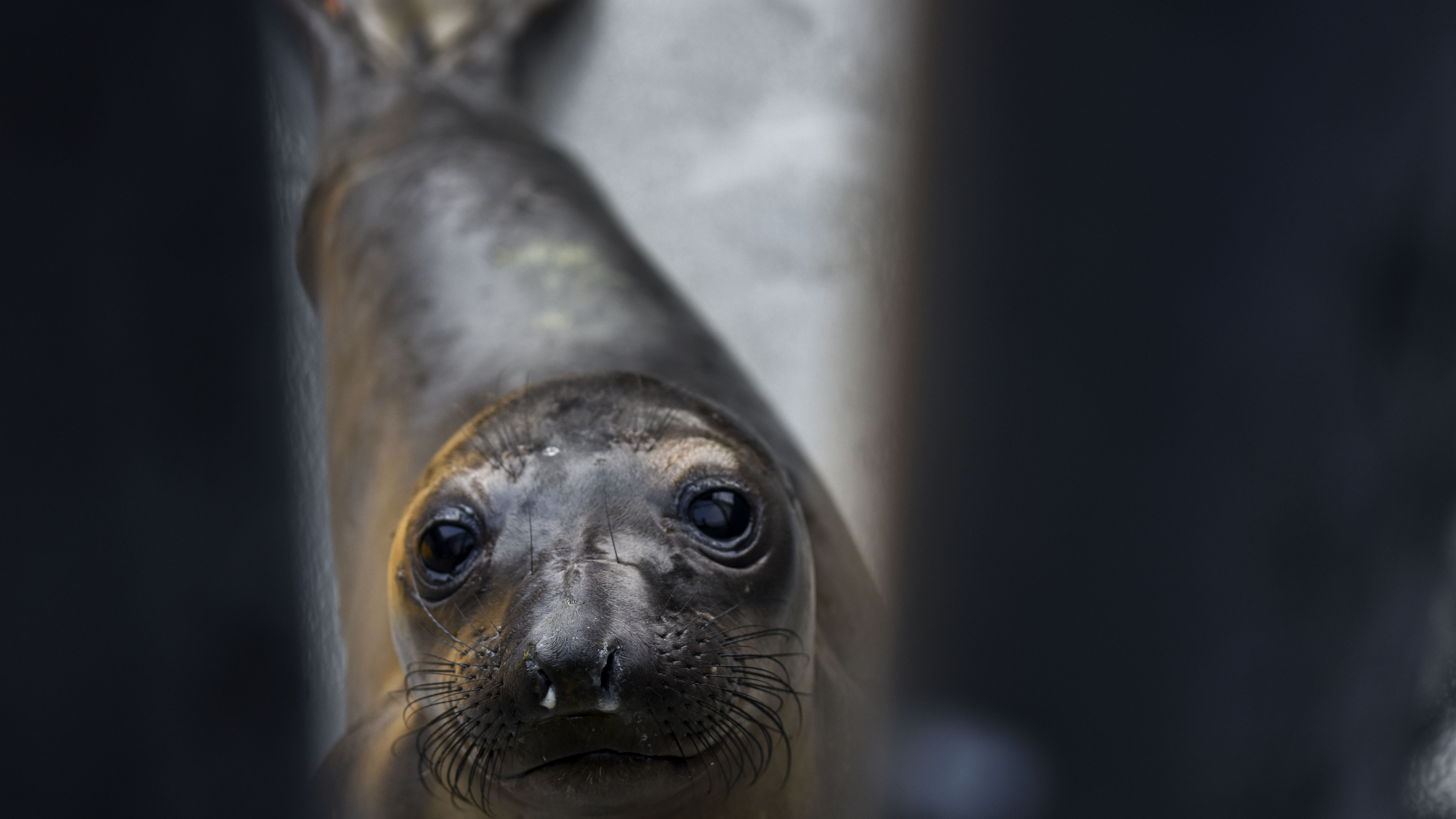 An Elephant Seal pup, peers through a gate at The Marine Mammal Center in Sausalito, California on April 2, 2019. The mammal center is busy in spring when many pups get lost or are not ready for the hard weening by their mothers. A surge of warm water, designated as the "blob" has affected the wester Pacific Ocean creating challenges for native species and ushering in new warmer water species into the ecosystem.