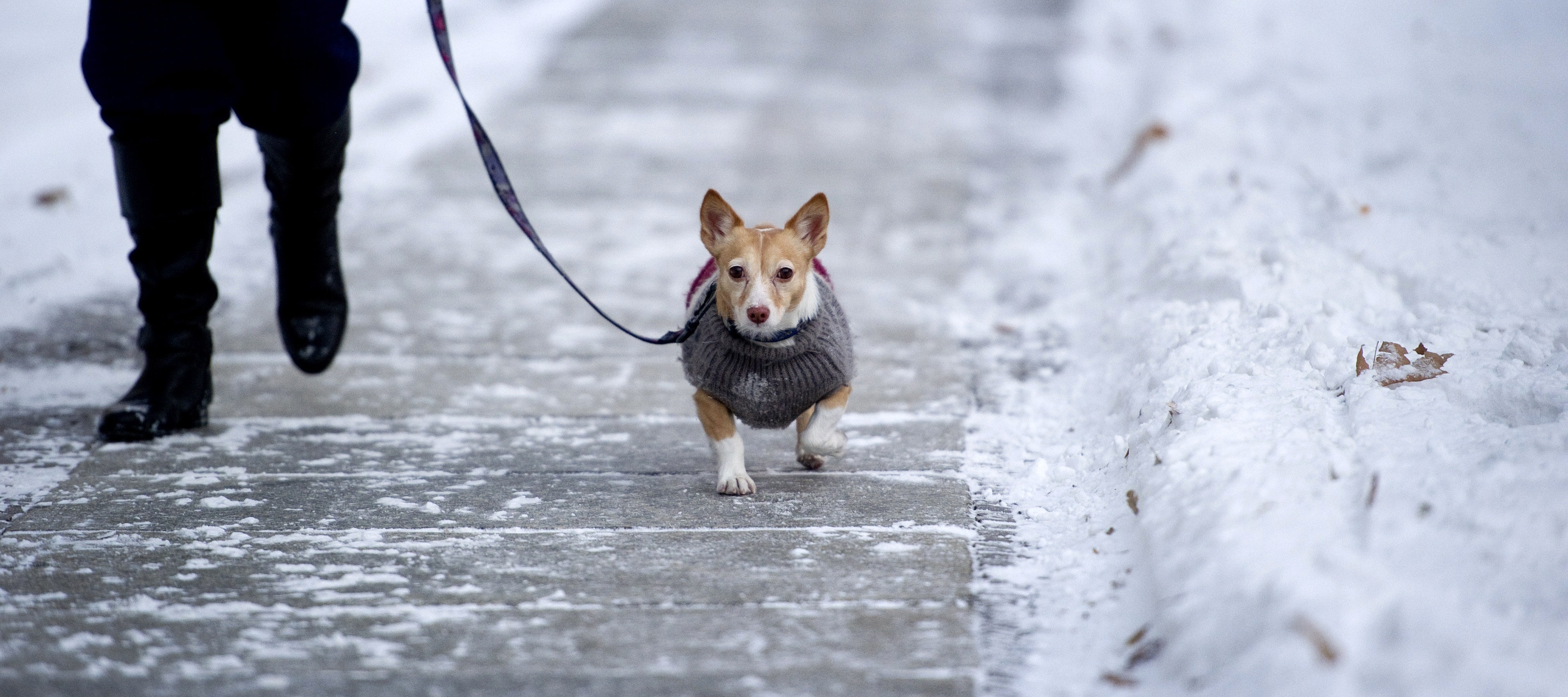 A small dog on a walk during a winter day.