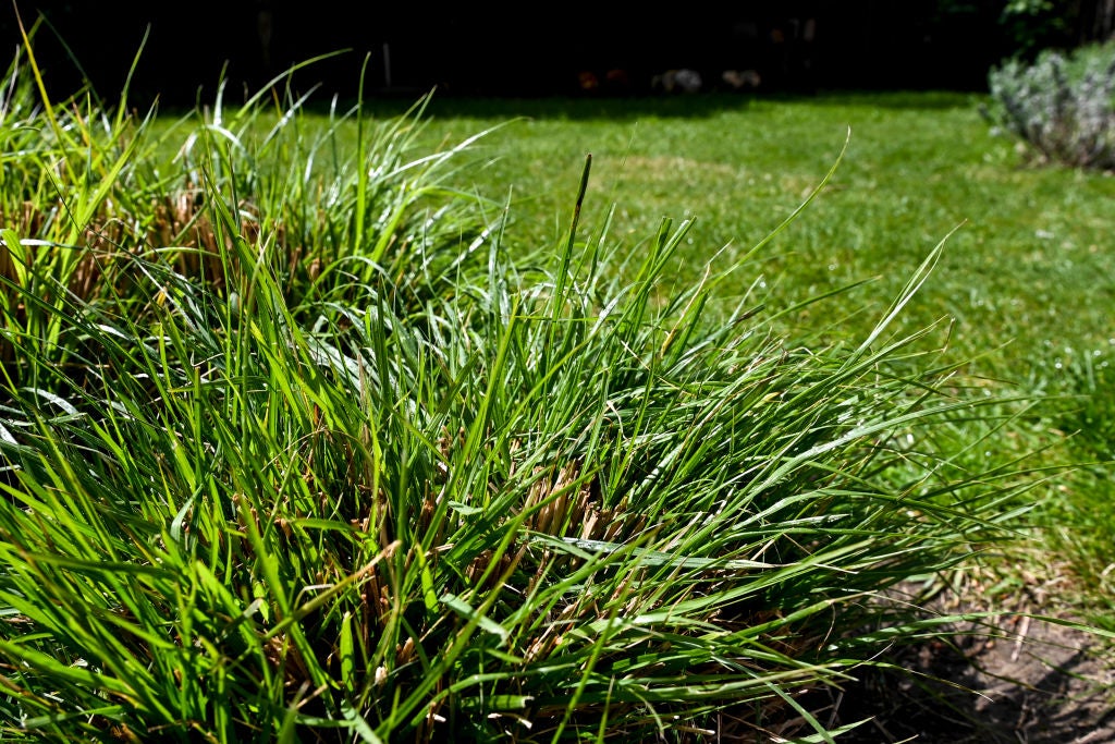 If you let part of your lawn grow a little taller, you can attract more fireflies to your yard. 
