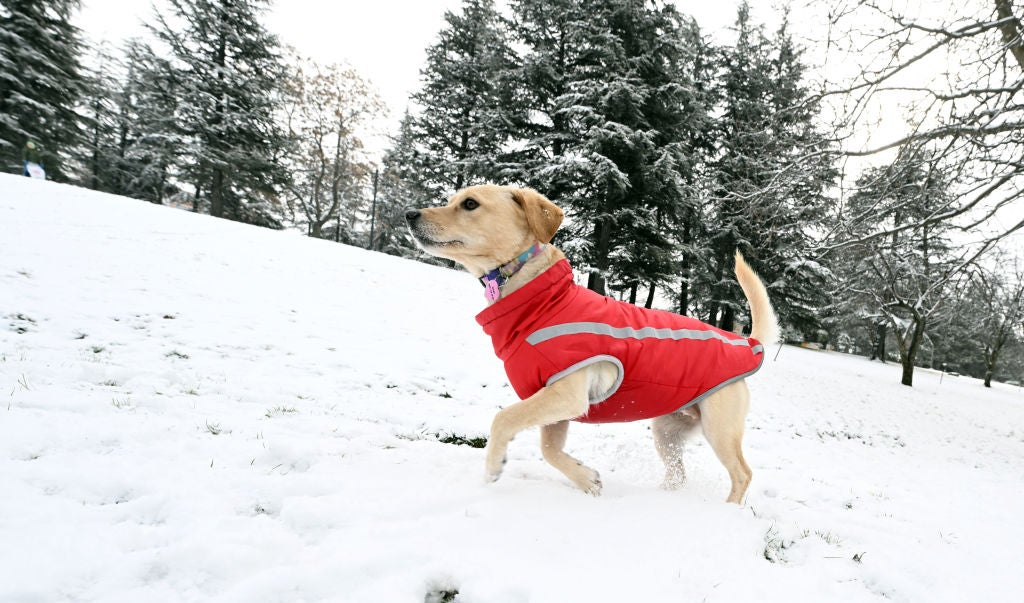 A dog on a cold winter day.