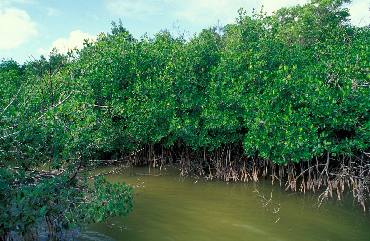 Mangroves in Everglades National Park