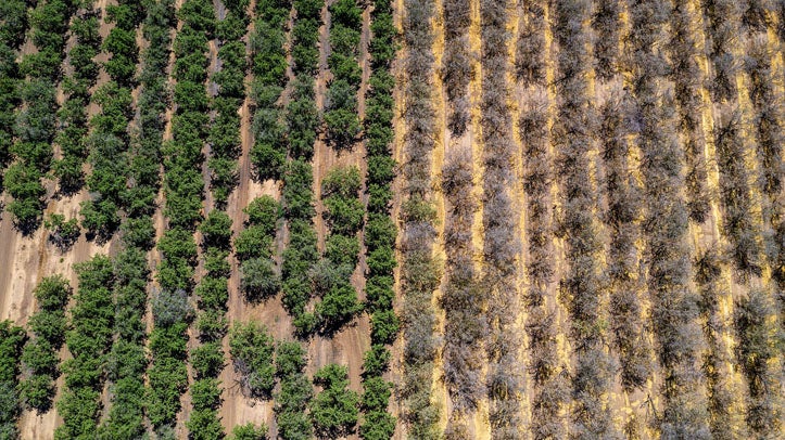 Aerial view of orchard rows split between healthy green trees and dry, dead brown trees.