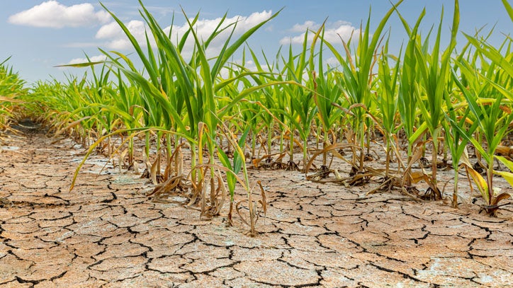 Young corn plants growing in cracked, dry soil under a blue sky with clouds.