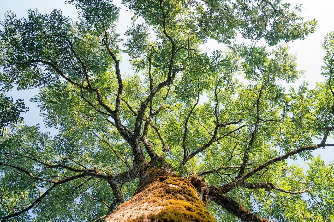 This image shows an oak tree.
