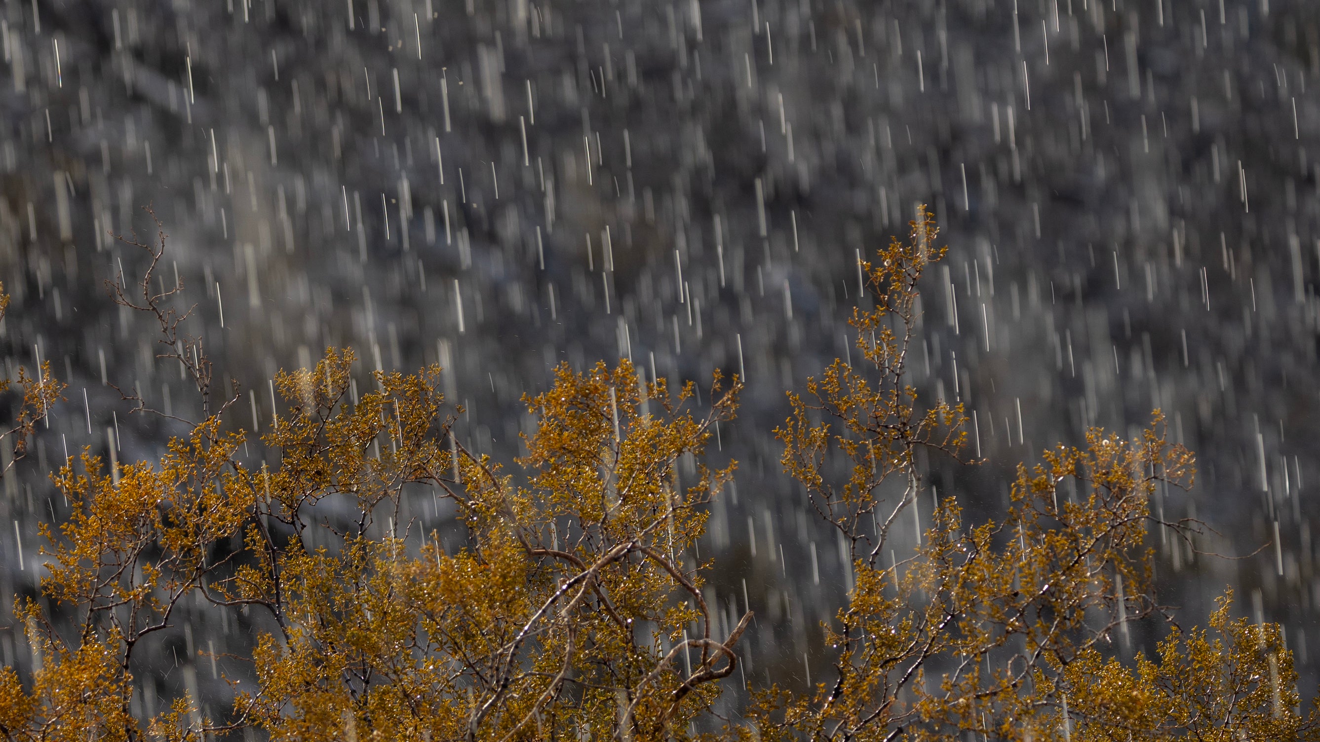 Sun Shower