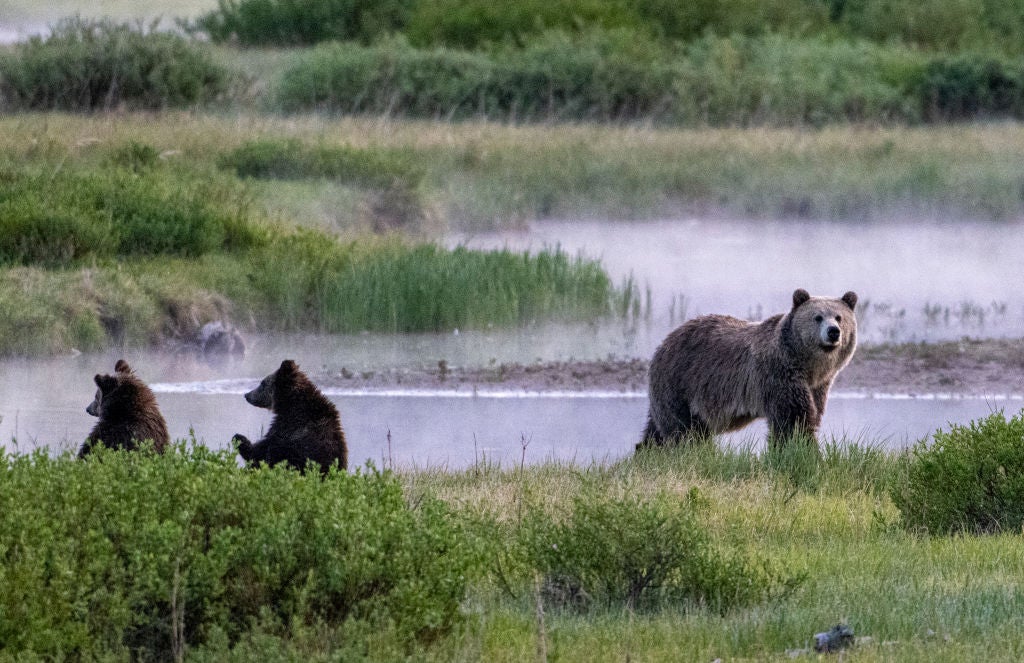 A grizzly bear and two cubs along a river