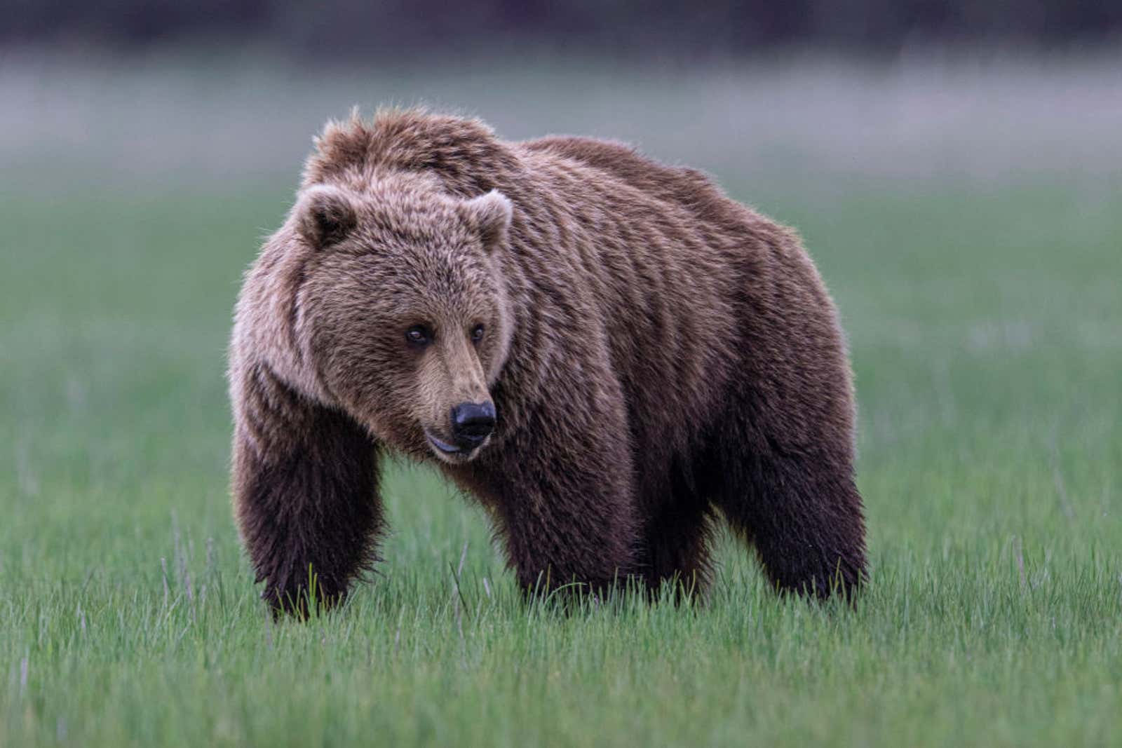 Grizzly bear in Lake Clark, Alaska.