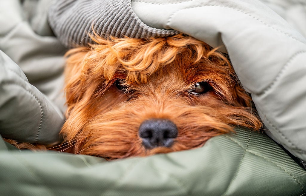 How to keep your dog warm.