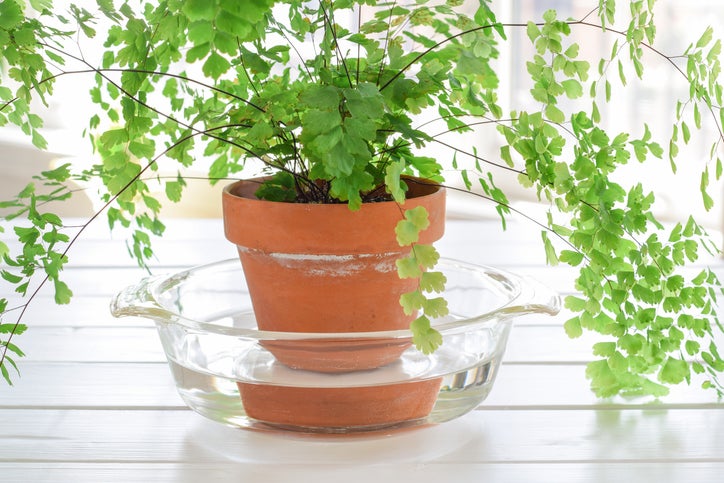 Terracotta pot with maidenhair fern placed in glass dish of water on white wooden surface