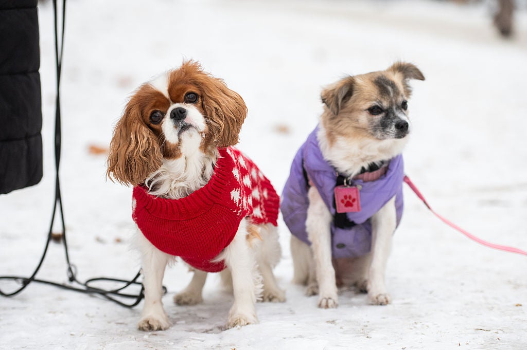 Can dogs get frostbite? Here are ways to protect them from the cold