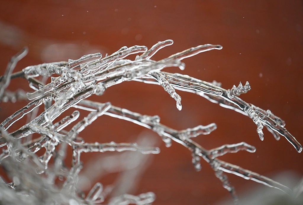 This image shows freezing rain frozen onto tree branches. 
