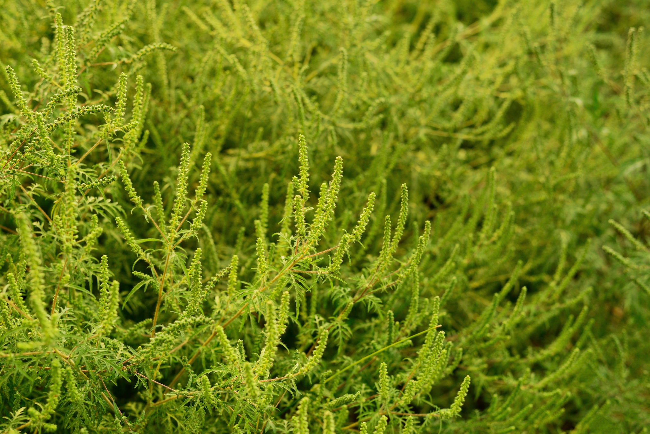 Authentic photography of common ragweed. This real camera capture shows green ambrosia plants in a meadow, highlighting invasive weeds and botanical nature behavior without AI assistance.