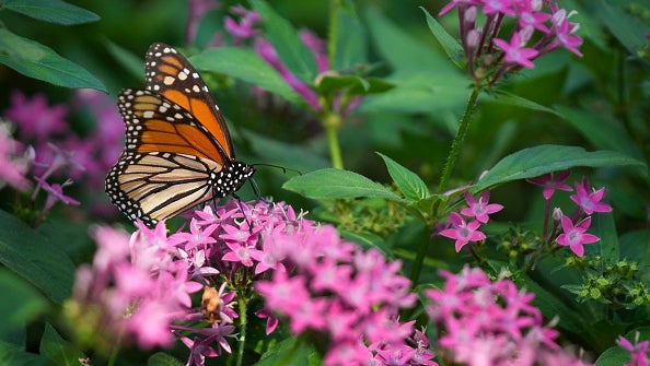 Monarch butterfly perched on pink flowers amid green leaves