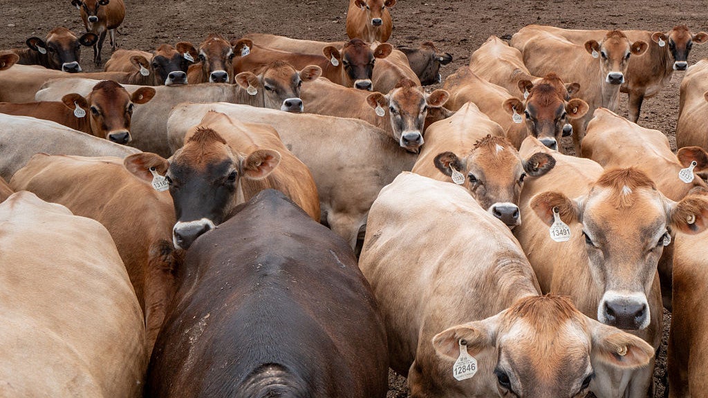 Cattle are herded in a stable on June 05, 2026 in Hamilton, Texas. U.S. Secretary of Agriculture Brooke Rollins has confirmed the detection of the New World screwworm&mdash;a parasitic fly whose larvae feed on the living tissue of warm-blooded animals&mdash;in a cow in Zavala County, Texas. 