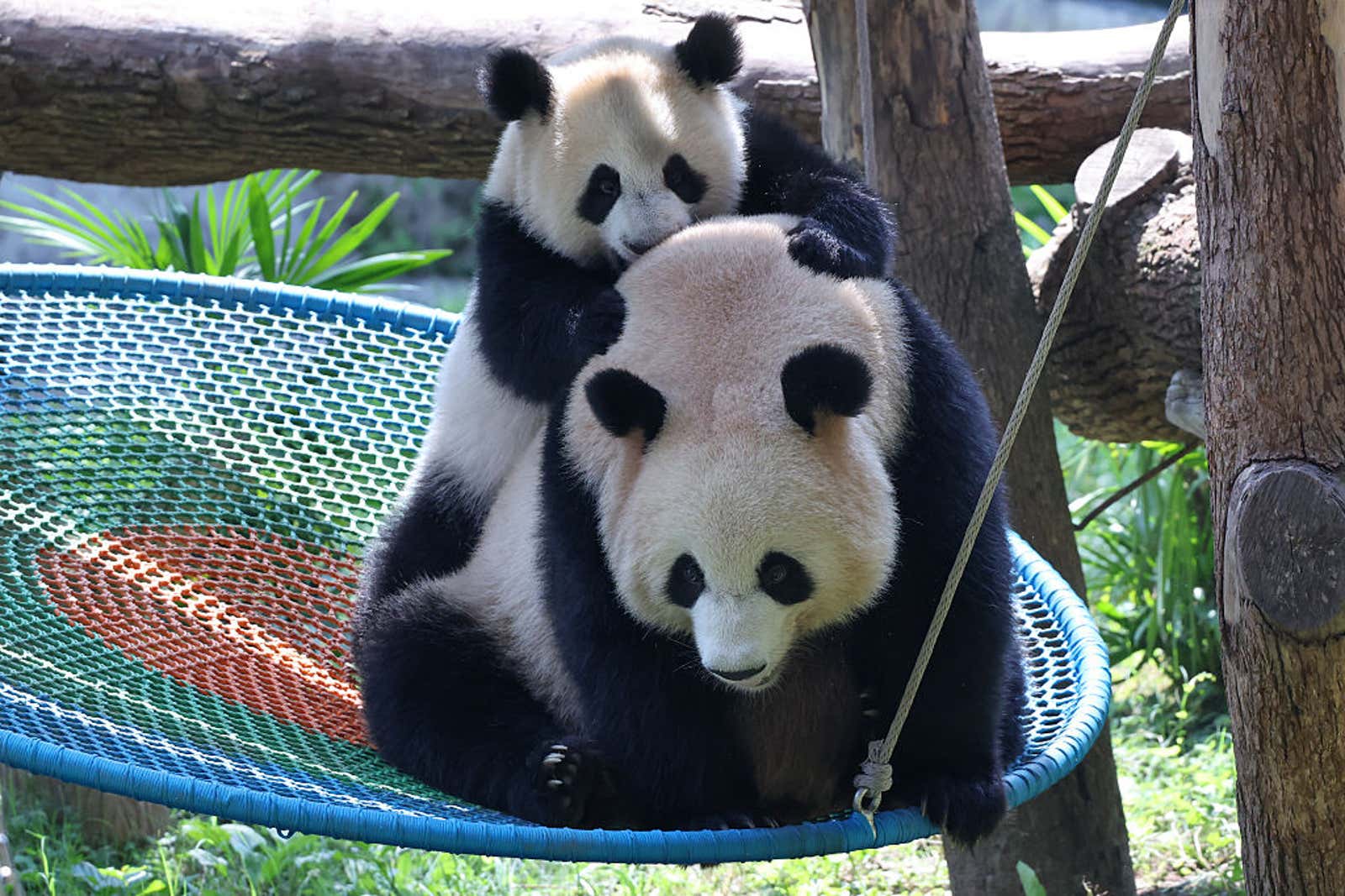 giant panda