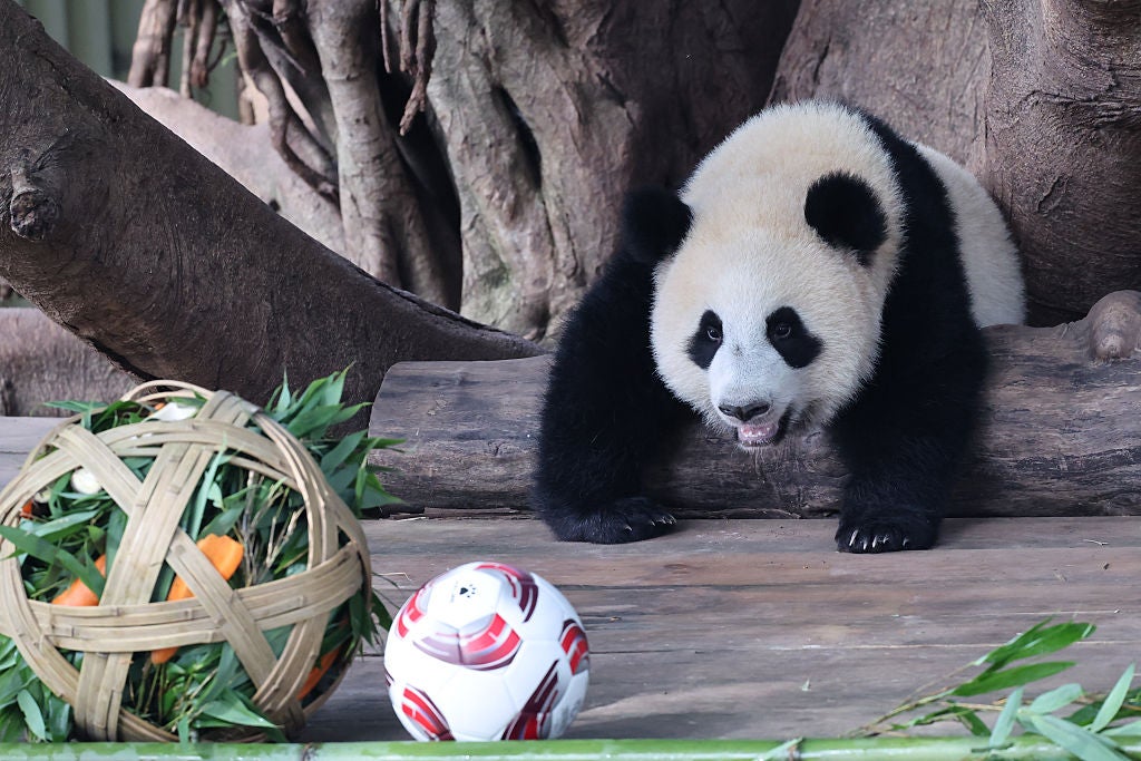 giant panda