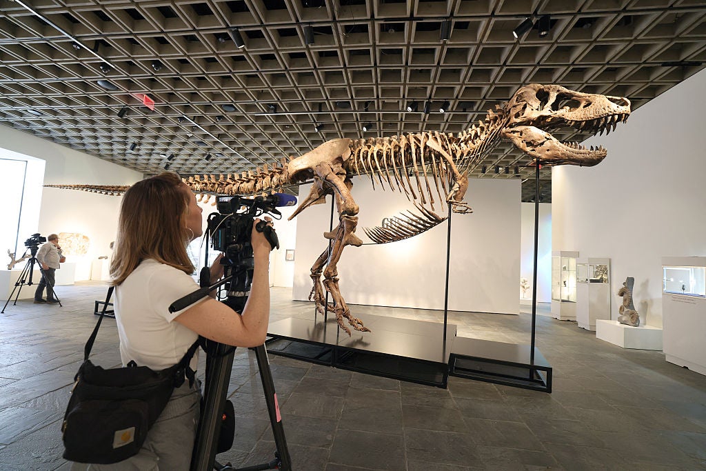 a large tyrannosaurus rex skeleton