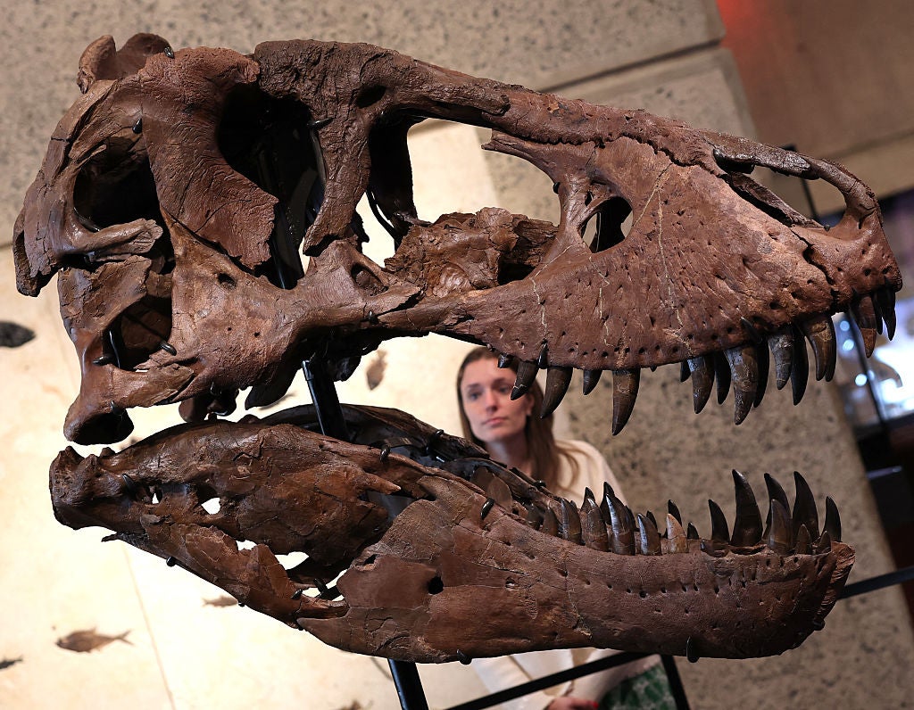 the fossilized head of a tyrannousaurus rex