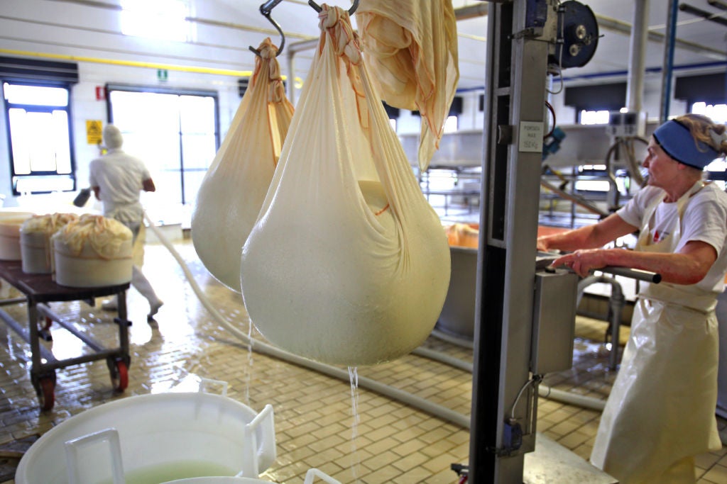 Balls of fermented curd hangs in muslin cloths