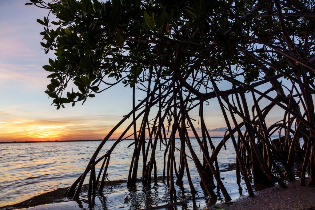 Mangroves in Indian River Lagoon, Florida.