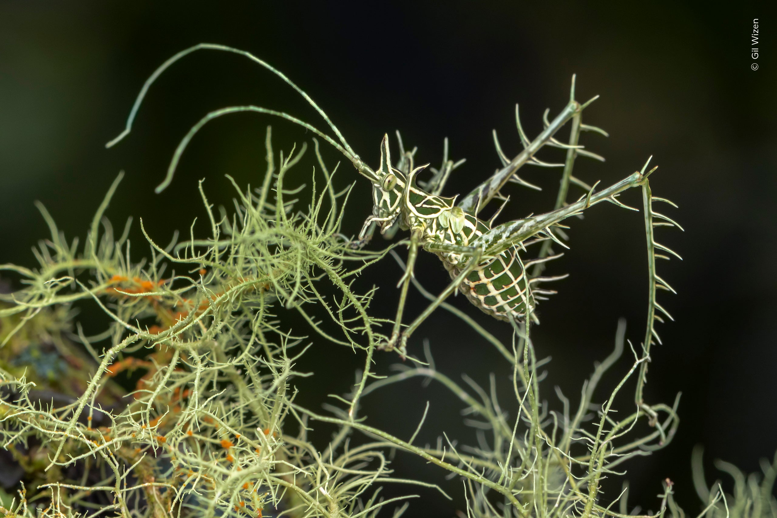 Gil Wizen (Israel/Canada) shares the beauty of this lichen dragon katydid.