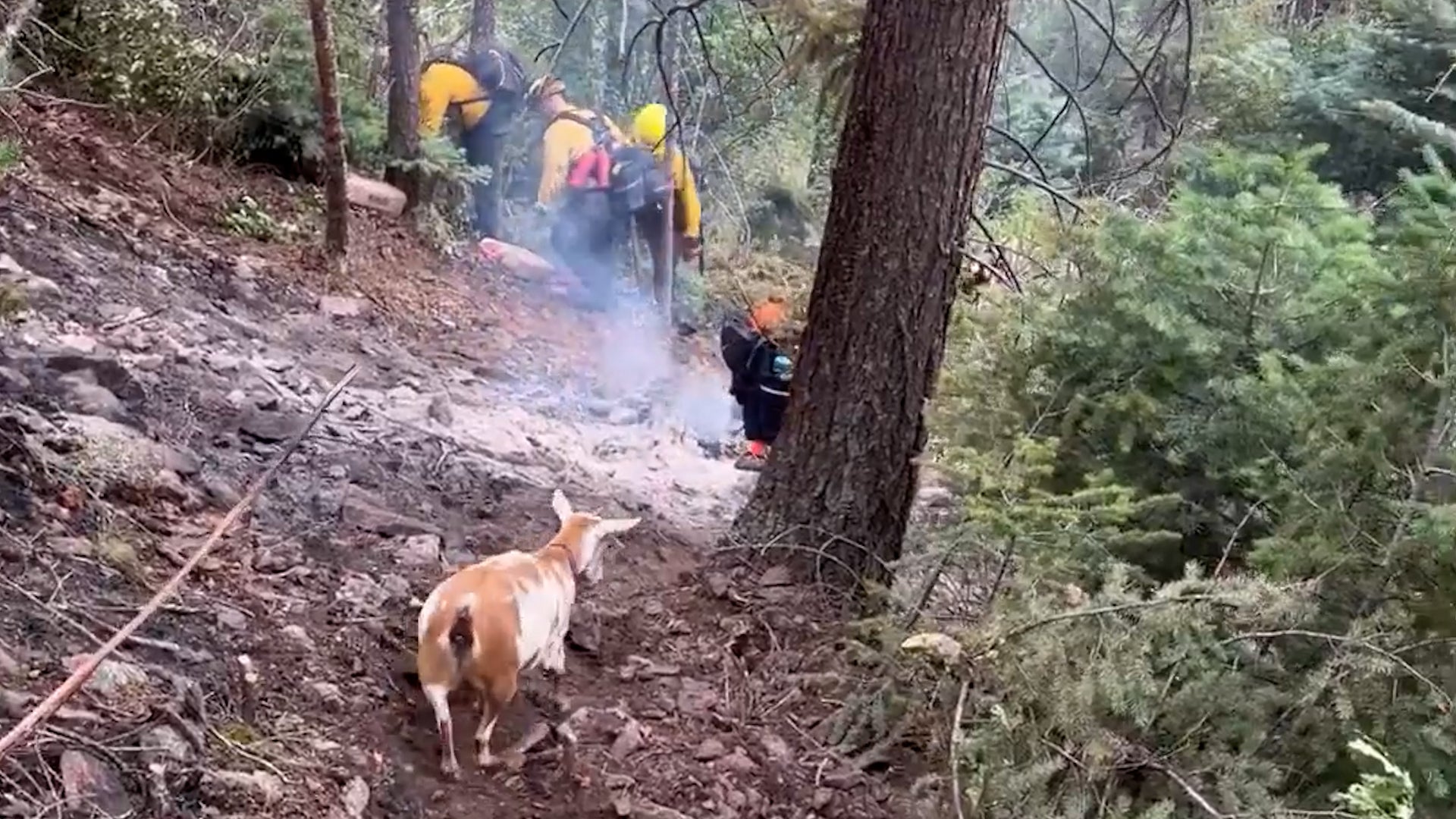 Stubborn goat determined to stick with Colorado firefighters