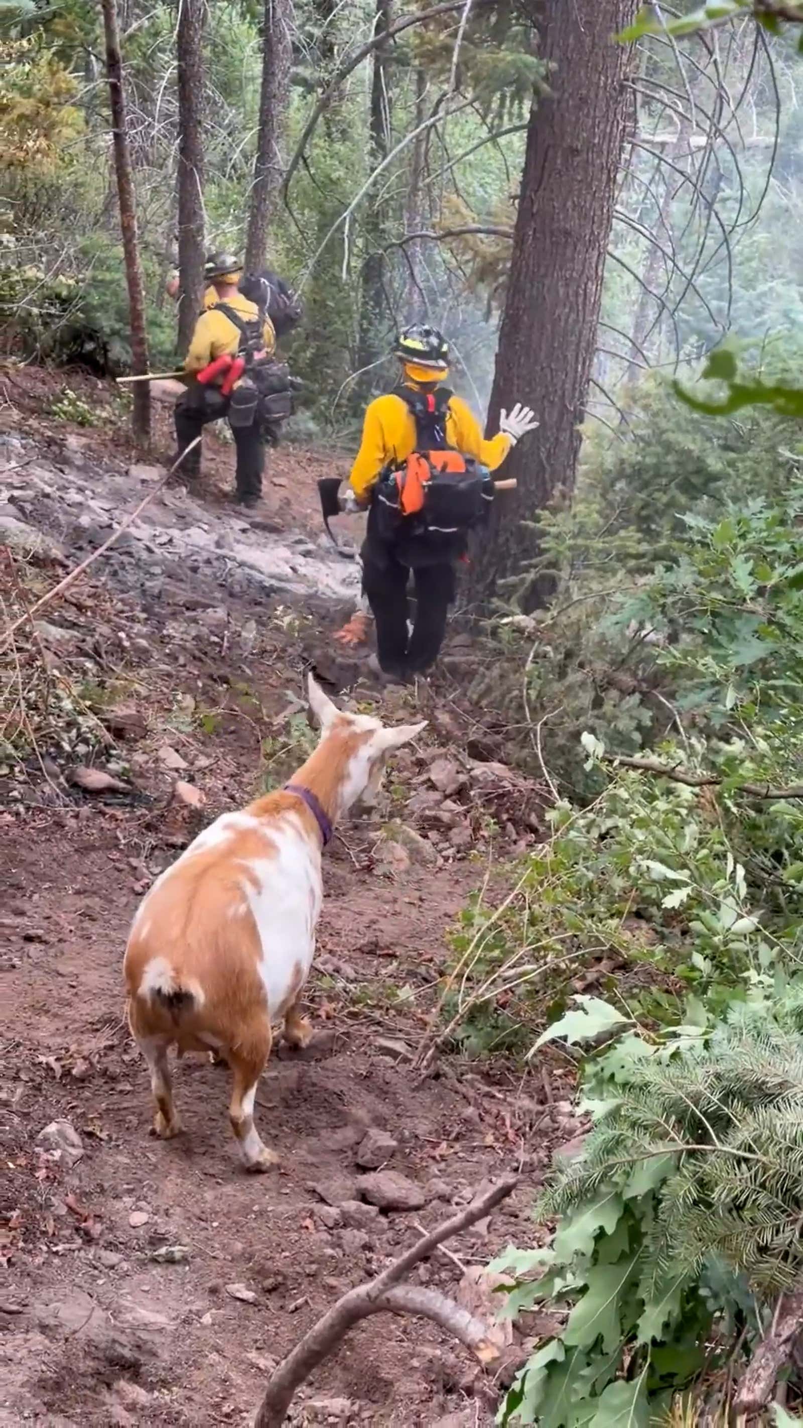 That’s one stubborn goat