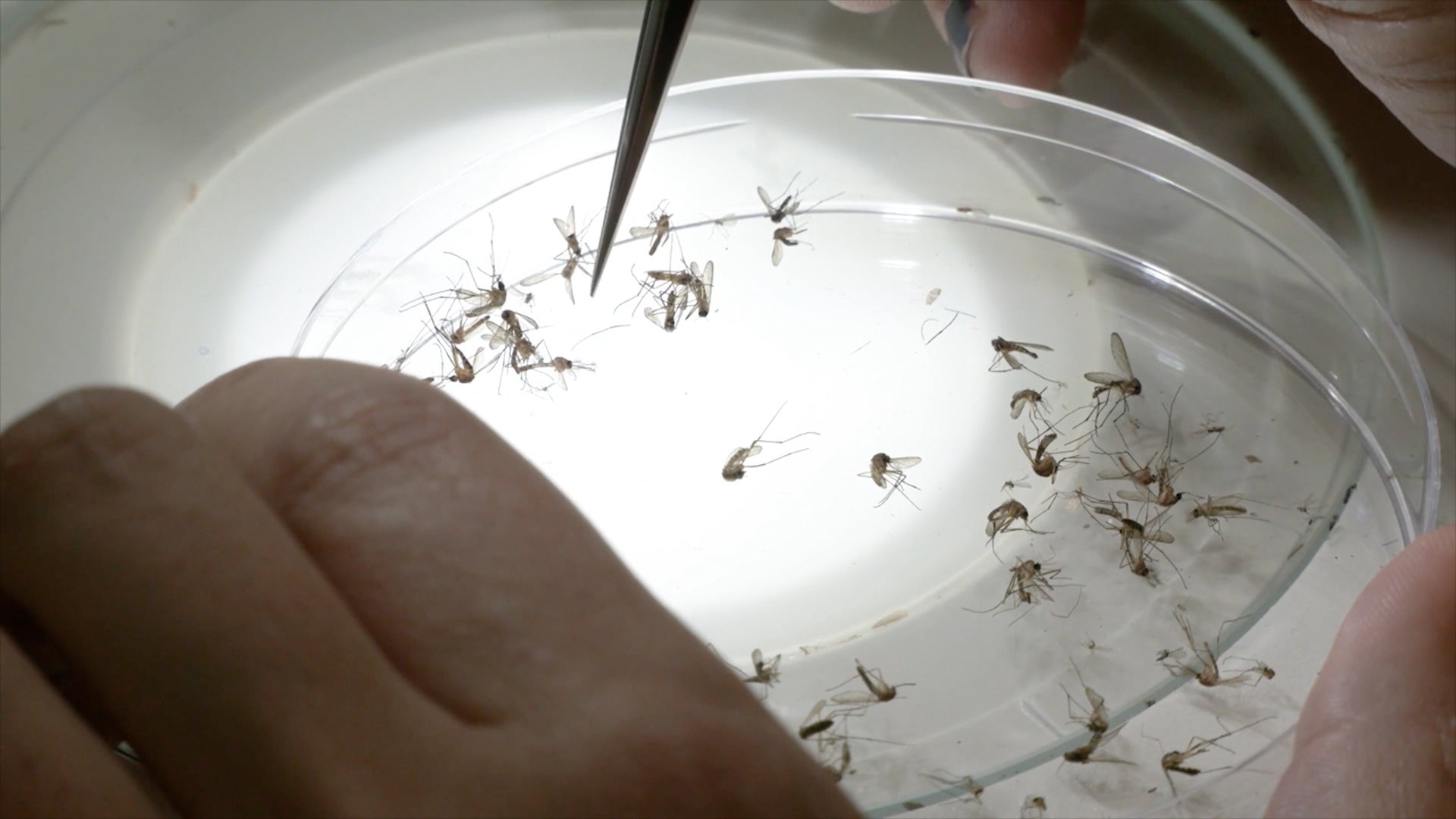 Why Google wants to release 32 million mosquitoes in the US