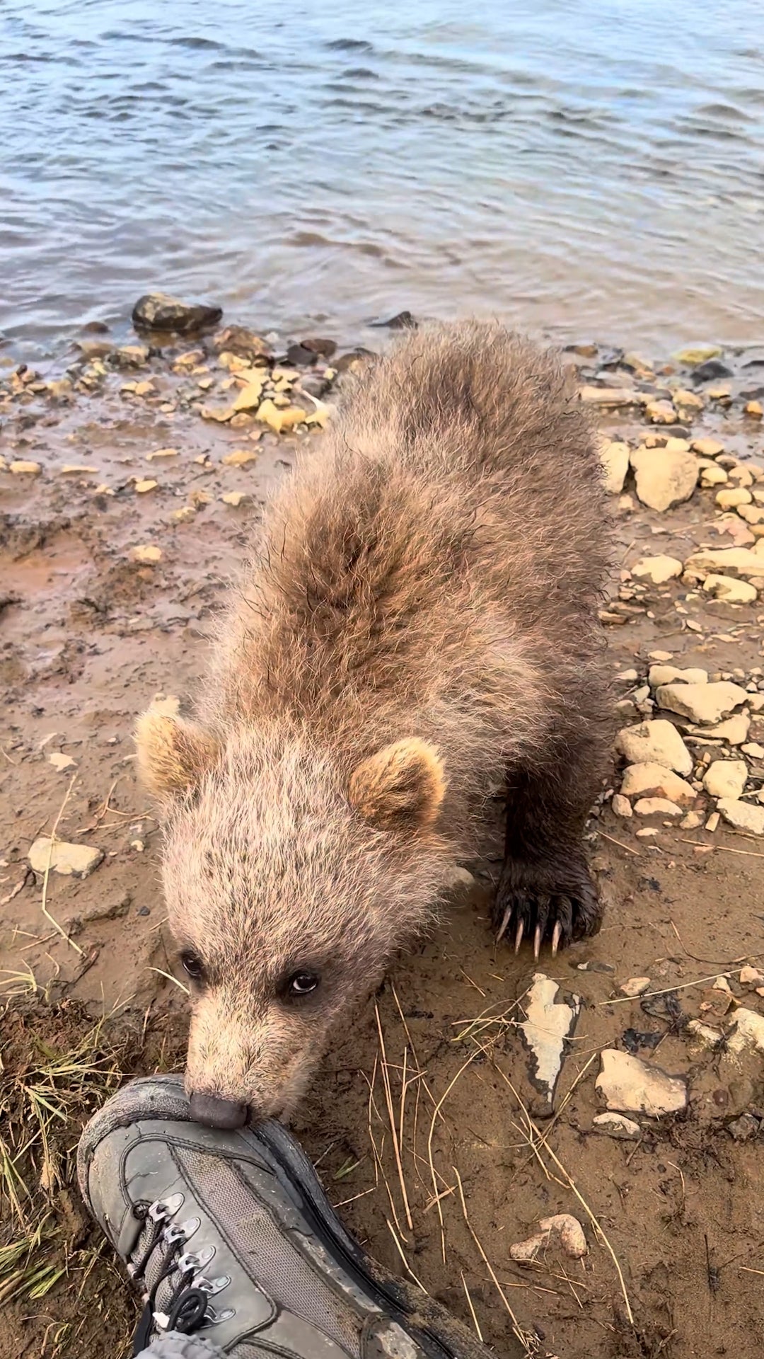 Grizzly cub nibbles photographer's boot